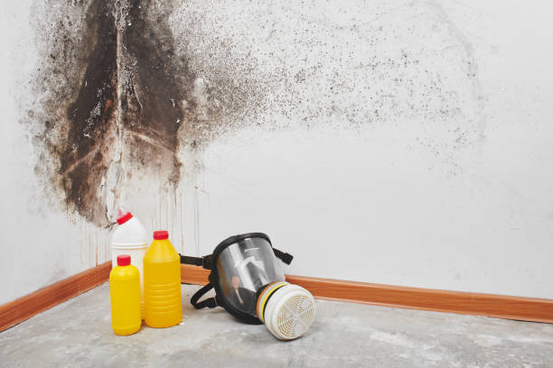 Professional Mold Removal in Heritage Village, CT