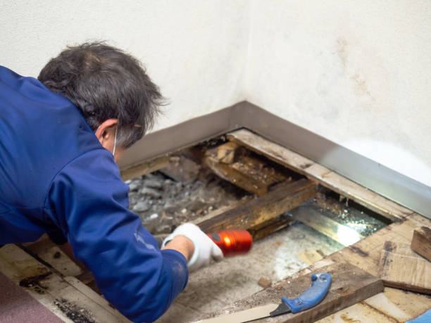 Best Fast Mold Removal  in Heritage Village, CT