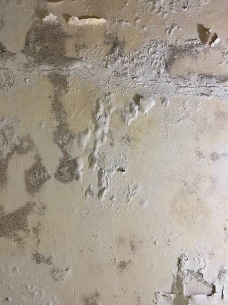 Best Mold Remediation Services  in Heritage Village, CT