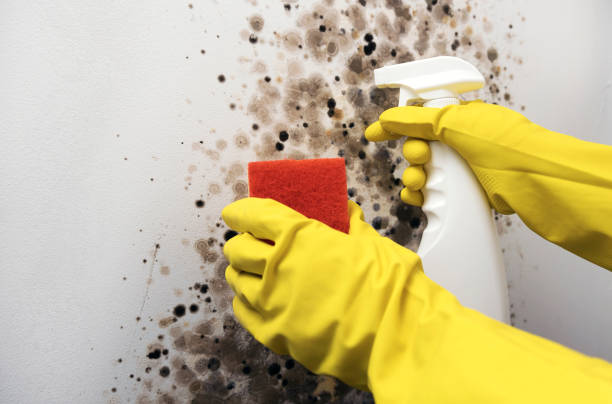 Best Commercial Mold Removal  in Heritage Village, CT