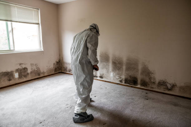 Best Mold Removal Company Near Me  in Heritage Village, CT