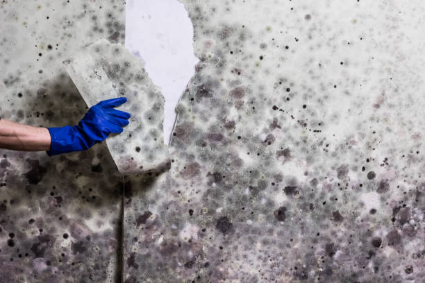 Best Home Mold Removal  in Heritage Village, CT