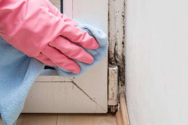 Best Black Mold Removal  in Heritage Village, CT