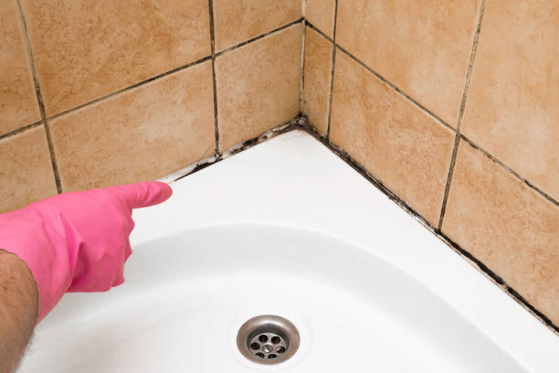 Best Home Mold Removal  in Heritage Village, CT