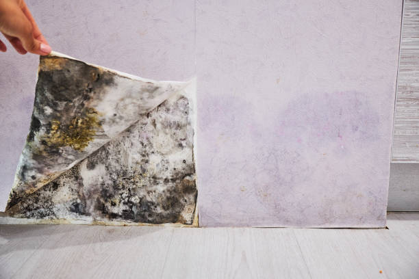 Best Affordable Mold Removal  in Heritage Village, CT